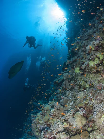 Diver with Napoleon