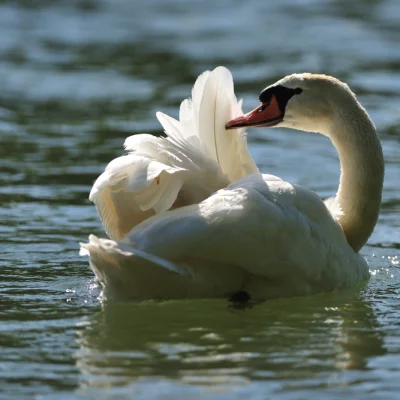Swan Cleaning