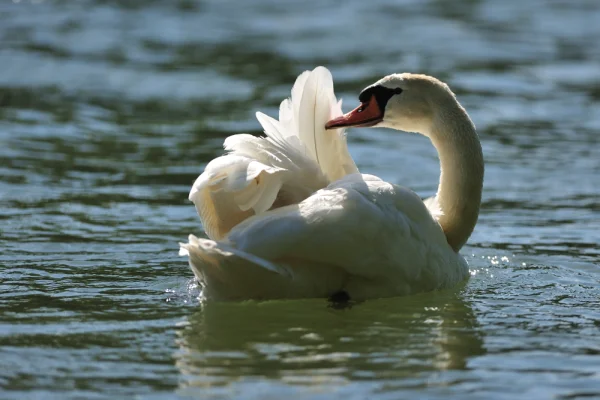 Schwan beim Putzen