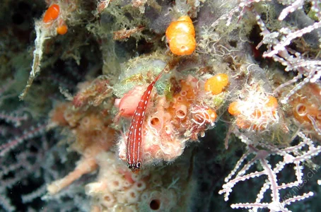 Pygmy goby