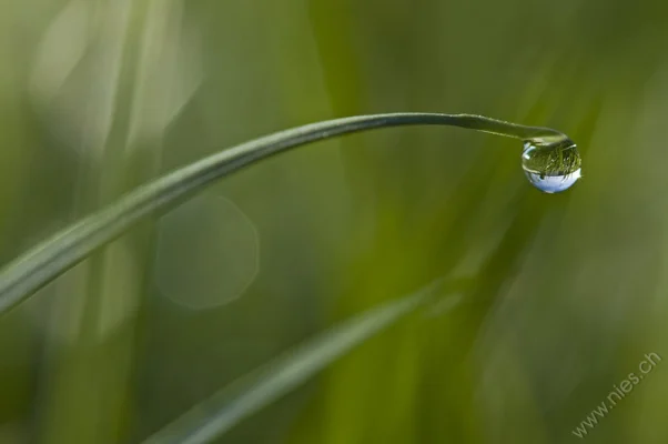 Dew Drop