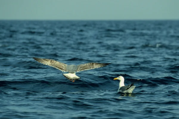 Seagulls