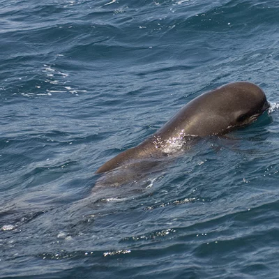 Young Pilot Whale