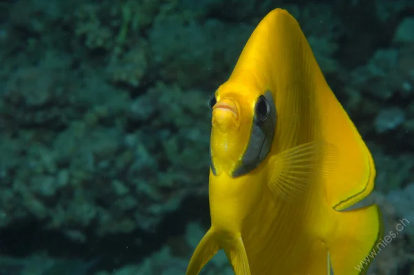 Lemon Butterfly Fish