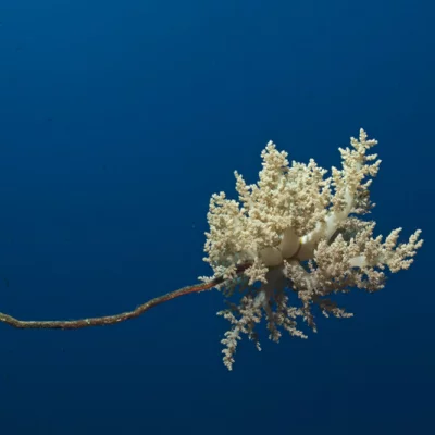 Soft corals on whip coral