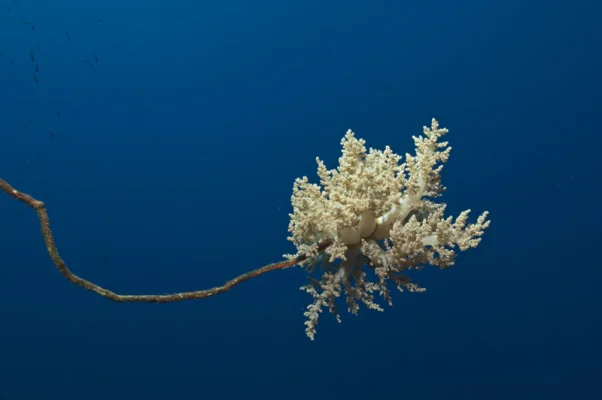 Soft corals on whip coral