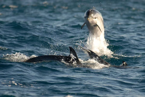 jumping dolphins