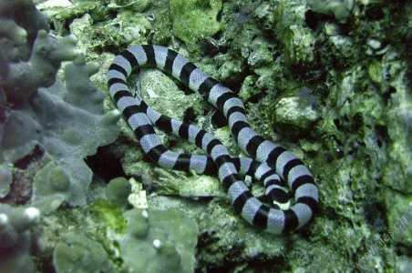 Sea snake