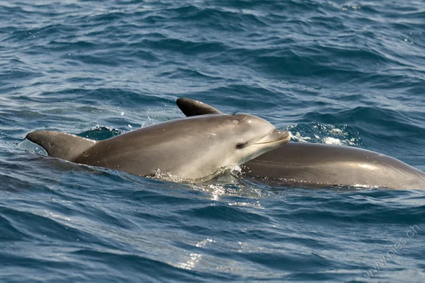 Bottlenose dolphins