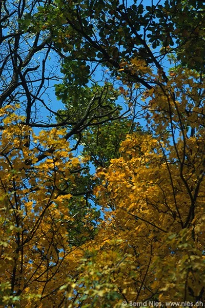 Buntes Herbstlaub