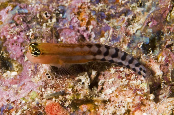 Blenny