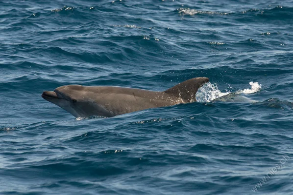 Bottlenose Dolphin