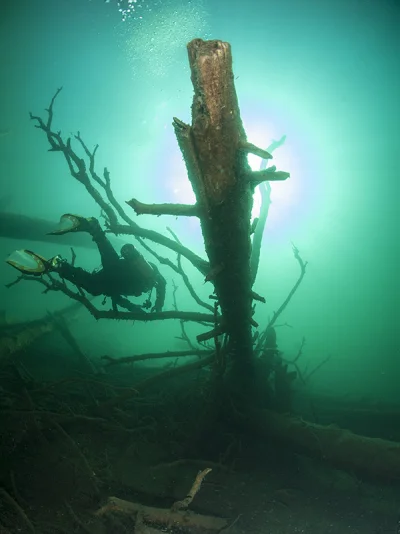 Versunkener Baum