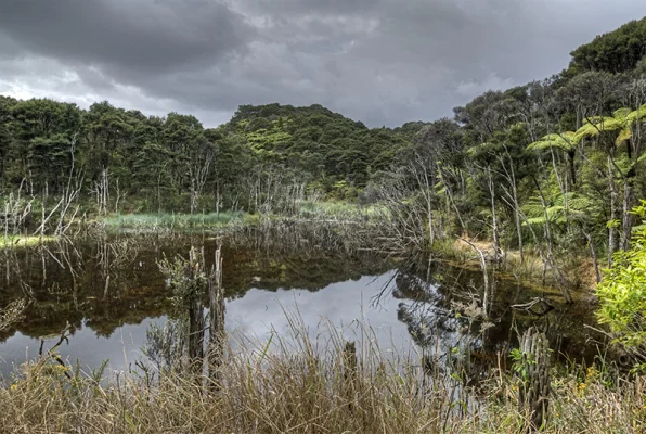 Pond in the rainforest