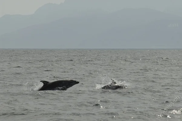 Bottlenose dolphins