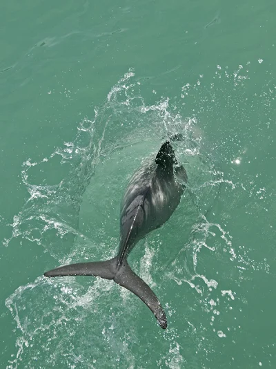 Hector's Dolphin