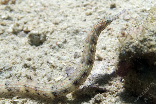 Pipe fish