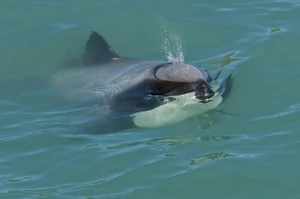 Hector's Dolphin