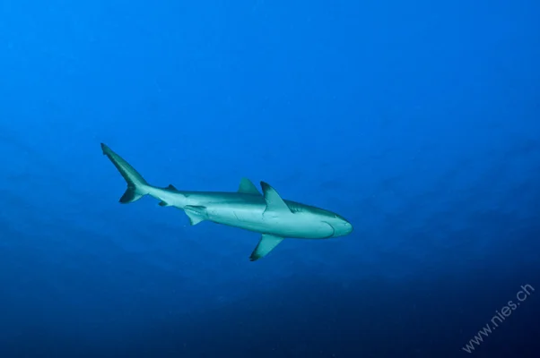 Grey Reef Shark