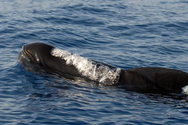 Pilot whale with bubbles