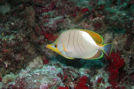 Yellowhead butterflyfish