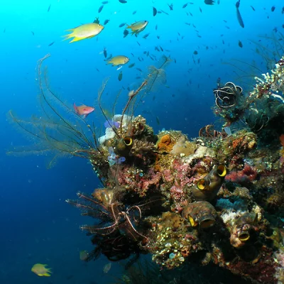 Wrack-Bewuchs) Unterwasserszene am Schiffswrack vor Tulamben -- Nikon Coolpix 5400 mit Subtronic Mini Blitz, Tulamben, Bali, Indonesien, 27. März 2005