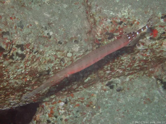 Trumpet Fish