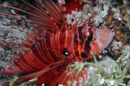 Lion fish