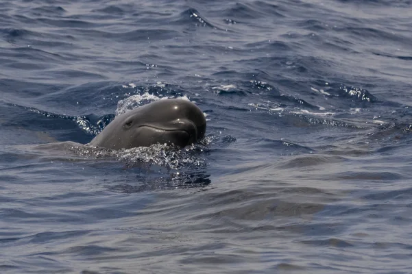 Pilot whale