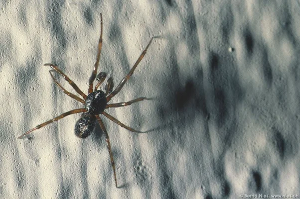 Fangspinne