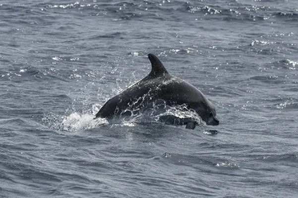 Bottlenose dolphin