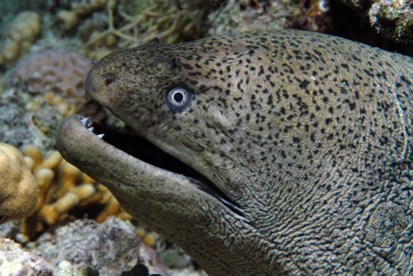 Moray