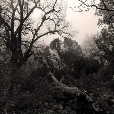 Termessos Forest