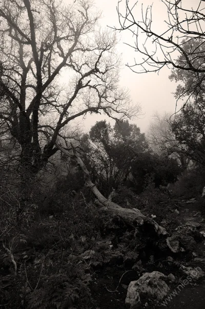 Termessos Wald