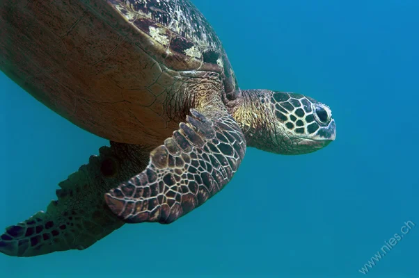 Sea Turtle