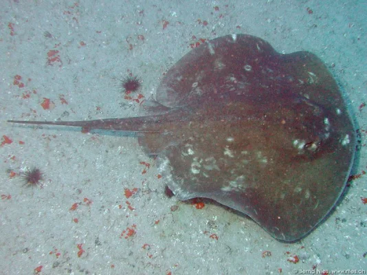 Atlantic Stingray