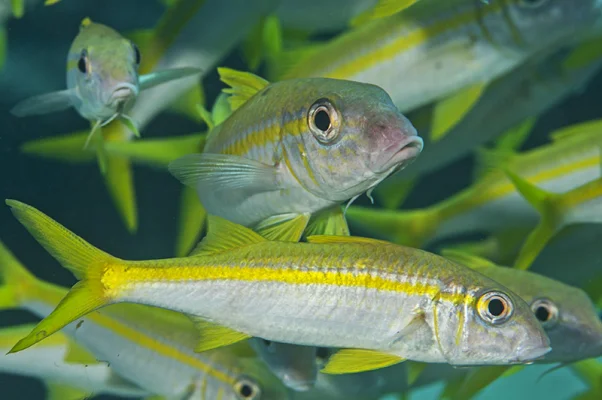 Yellow Goatfish