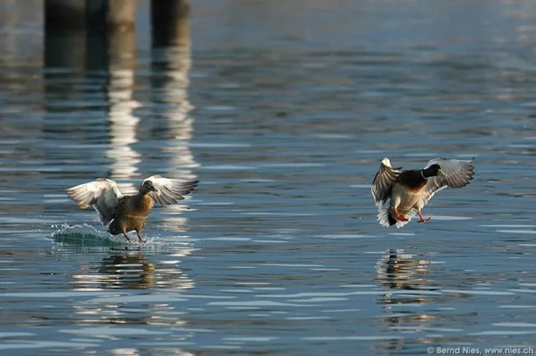 Duck Couple