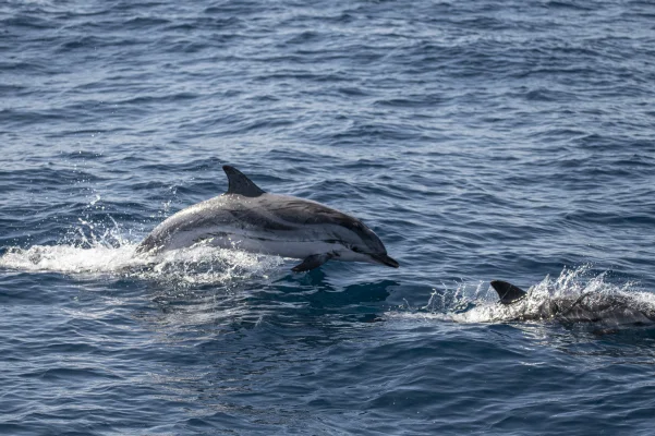 Striped dolphins