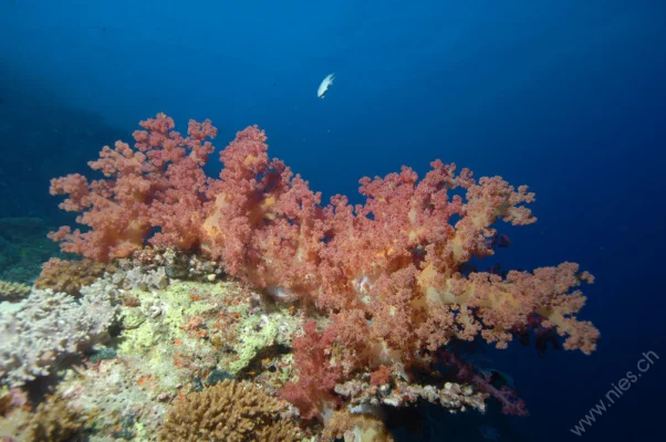 Soft coral