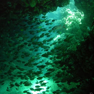Fish swarm in cave