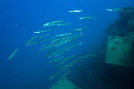 Barracuda Swarm