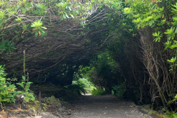 Shrub Path