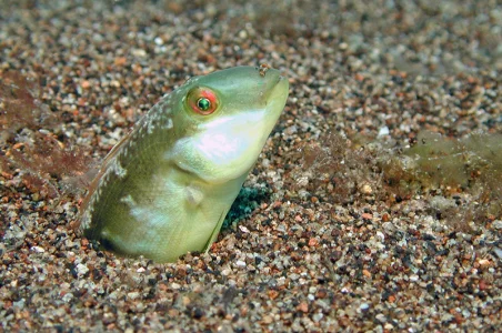 Razor Wrasse