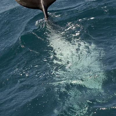 Bottlenose dolphin fluke