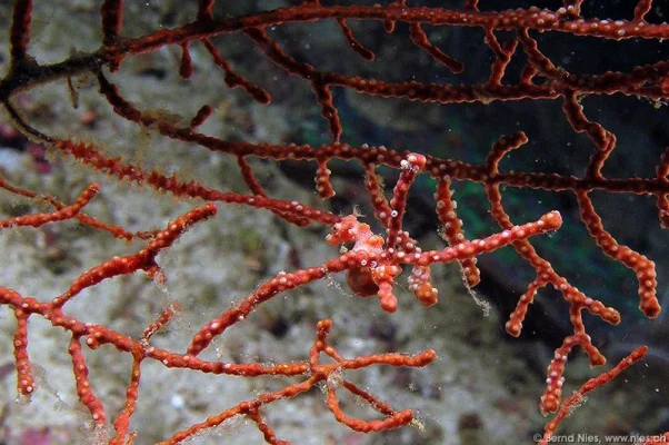 Pygmy Seahorse