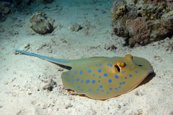 Blue spotted ray