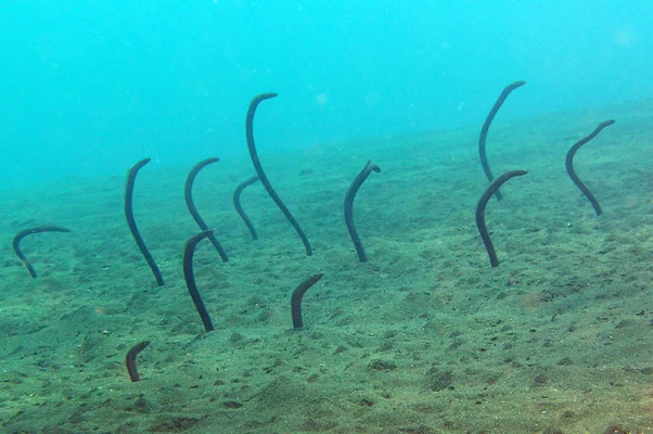 Sand eels