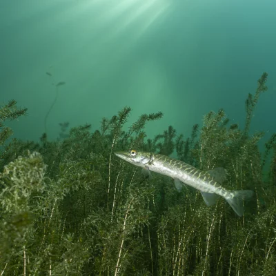 Young pike among underwater plants