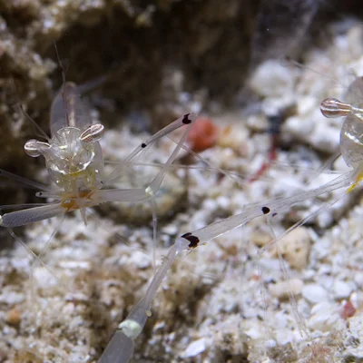 Partner shrimps